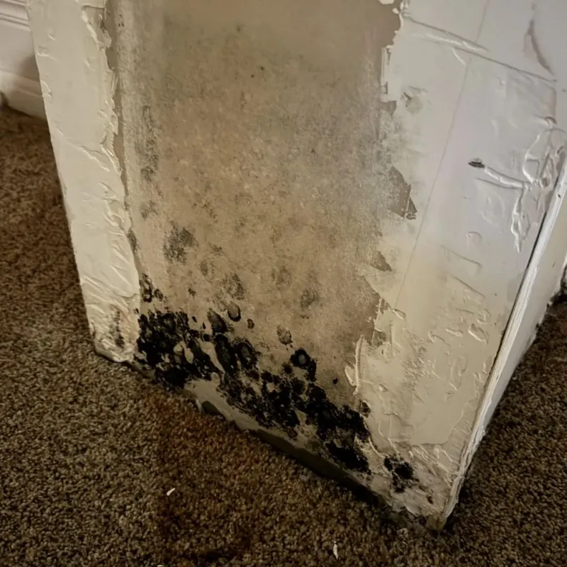 Professional Mold Removal in Norton Center, MA